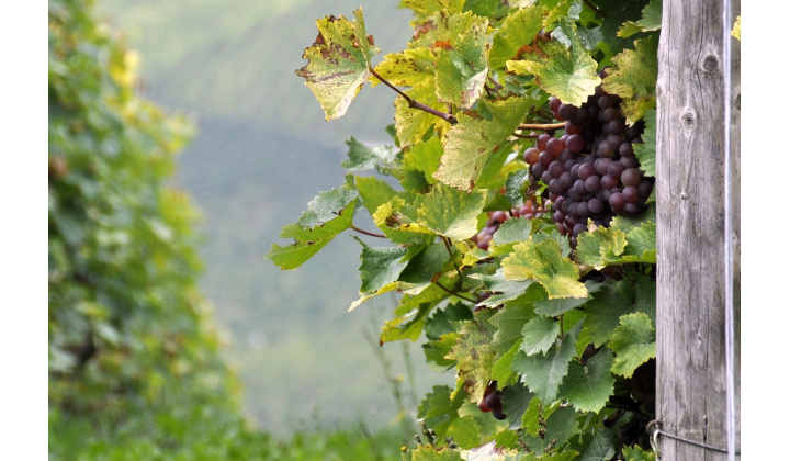 Tokajské vinobranie 2024
