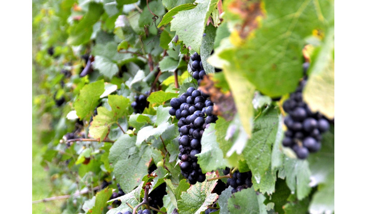 Tokajské vinobranie 2025