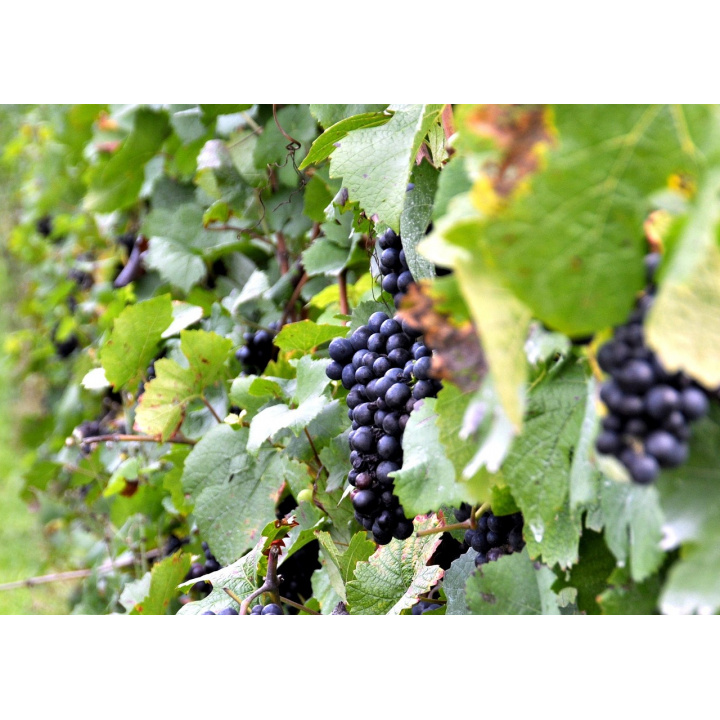 Tokajské vinobranie 2025